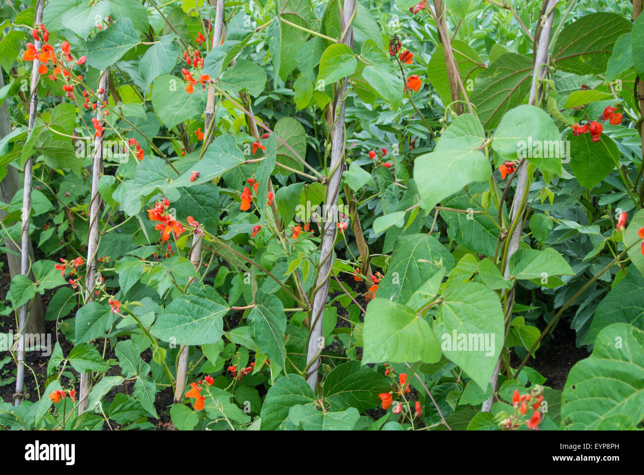 Runner bean, 'Scarlet Emperor' with flowers growing up cane support. Stock Photo