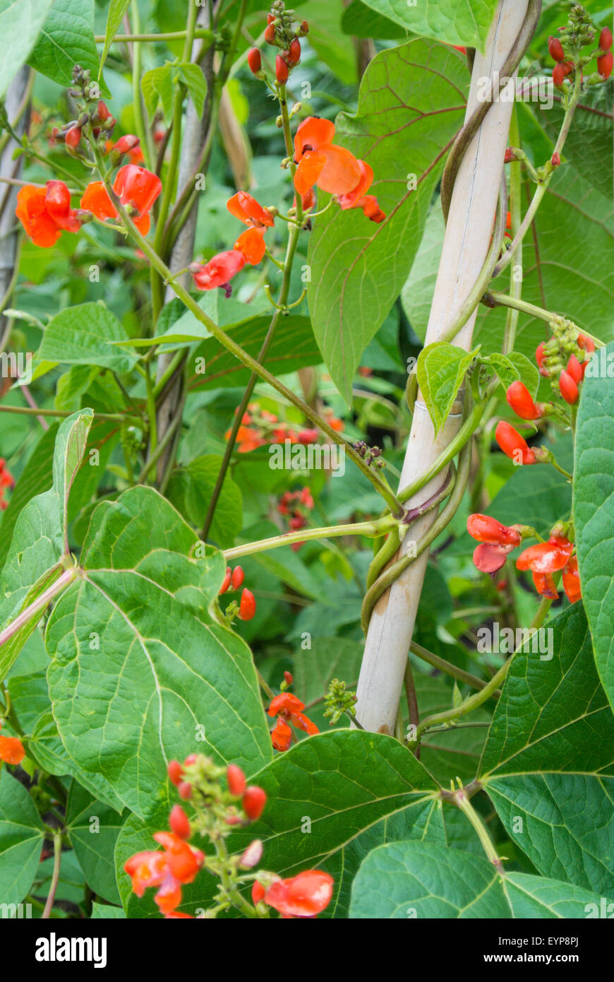 Runner bean, 'Scarlet Emperor' with flowers growing up cane support. Stock Photo