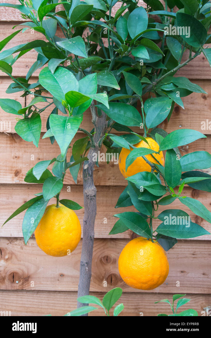 Orange tree growing inside UK Stock Photo