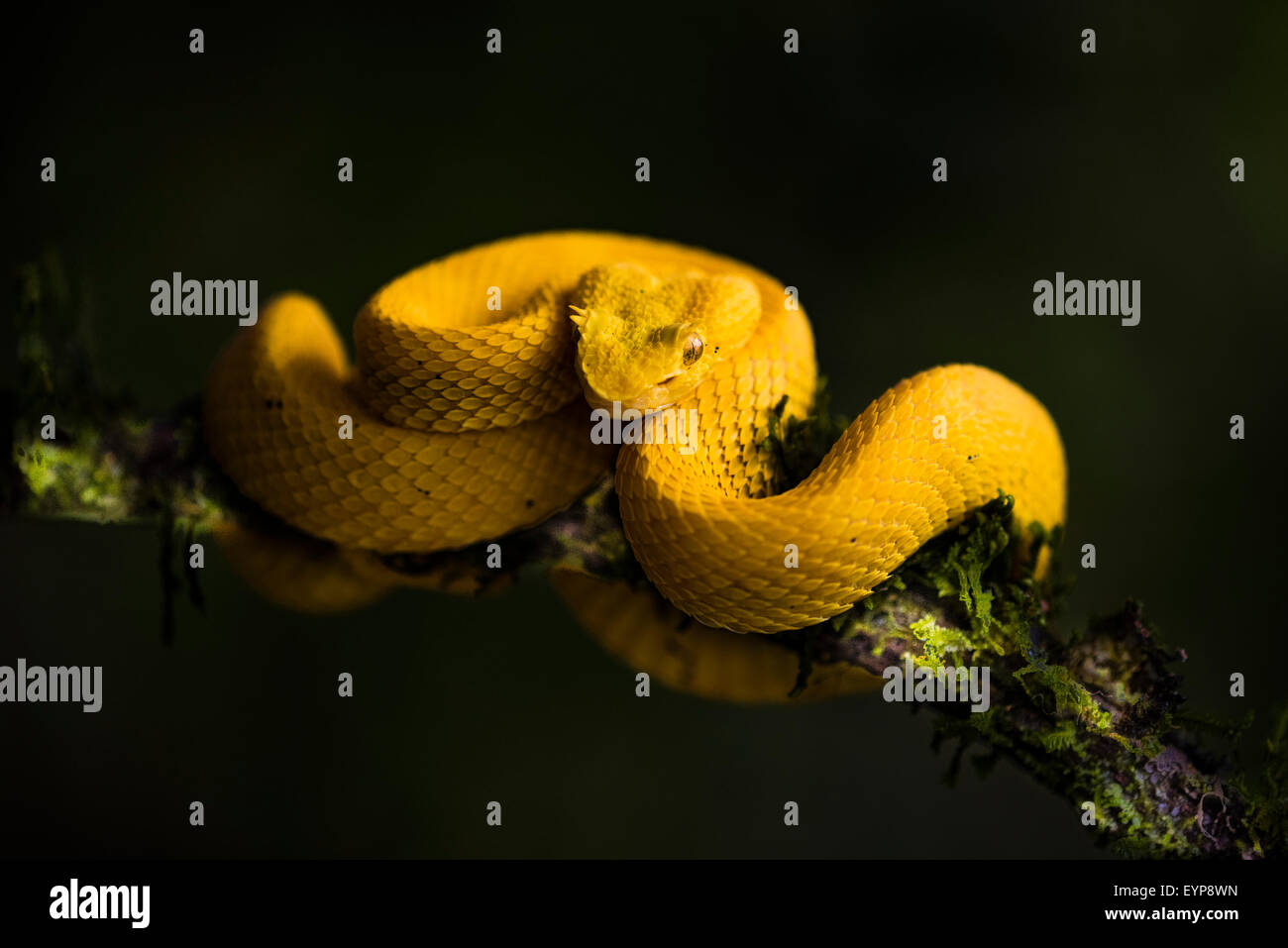 An Eyelash Pit Viper in a Costa Rica forest Stock Photo