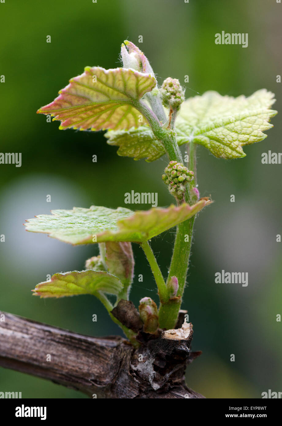 Monferrato, Piemonte, Italy: bud  and leaves of grape. Stock Photo