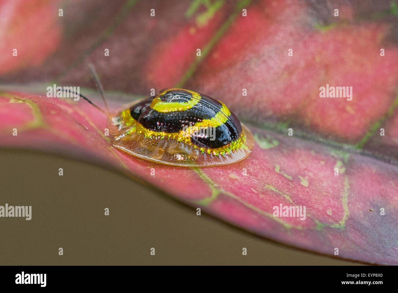 A Golden Tortoise beetle on a plant Stock Photo