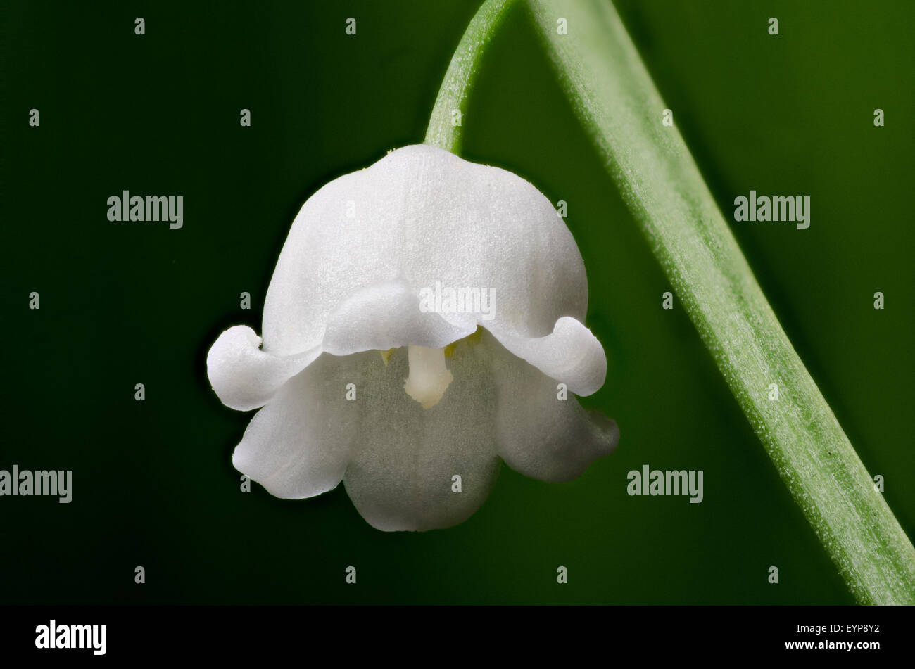 Lily of the valley ( Convallaria majalis L.). Flower. Stock Photo