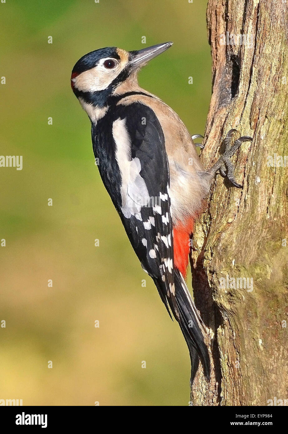 Woodpecker Pecking Wood High Resolution Stock Photography and Images