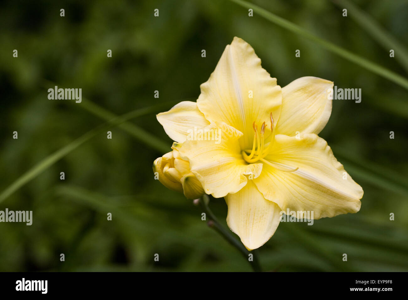 Hemerocallis in an English garden. Yellow day lily flower. Stock Photo