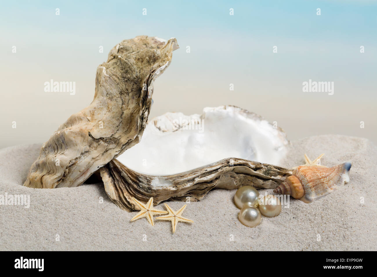 Open oyster with pearls lying on a sandy beach - excellent for photoshopping a baby or object in the oyster Stock Photo