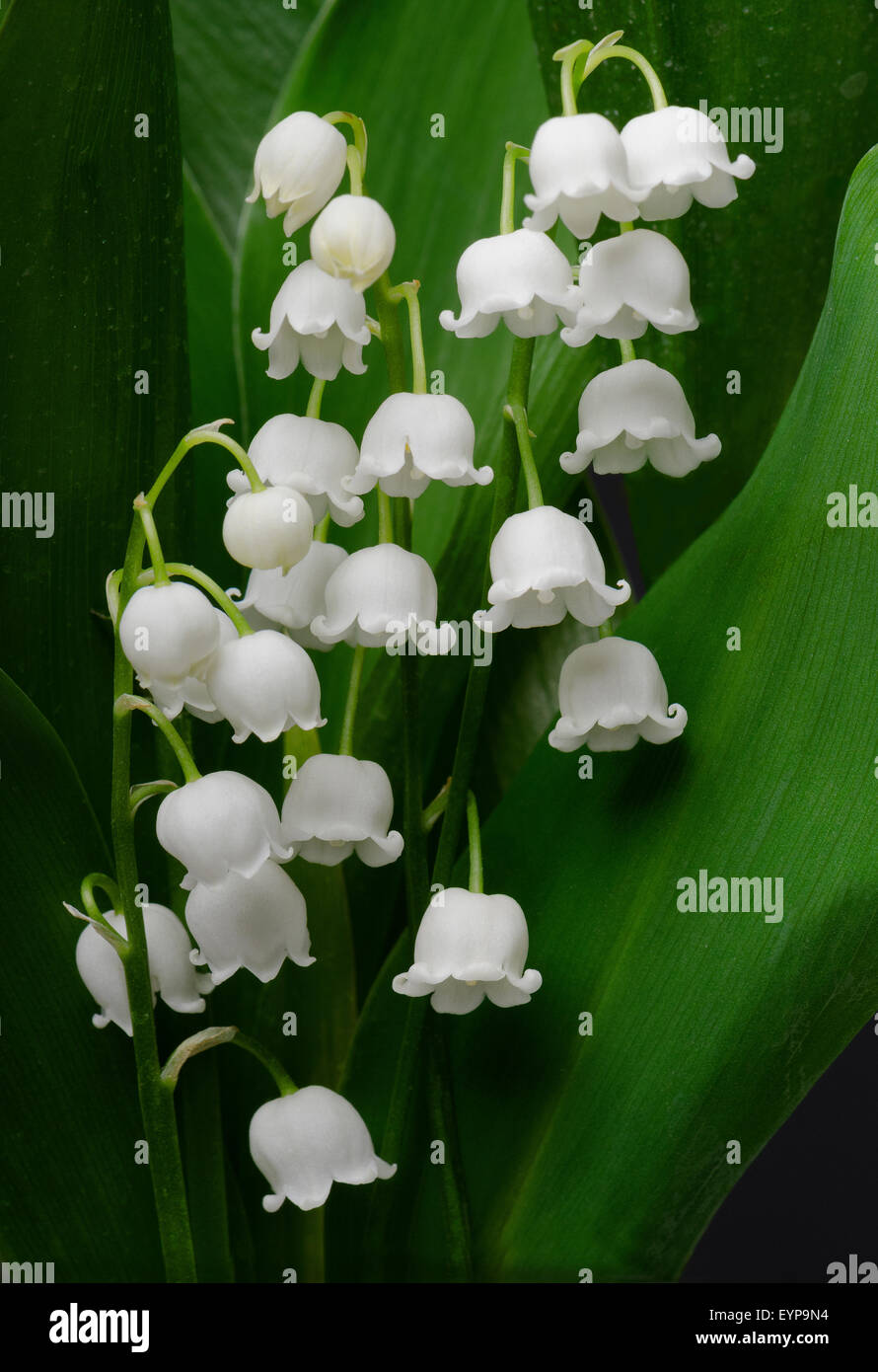 Lily of the valley ( Convallaria majalis L.) Stock Photo