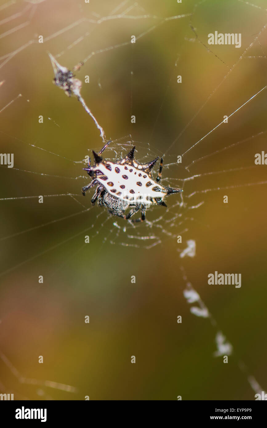A Spiny-backed orbweaver spider in its web Stock Photo