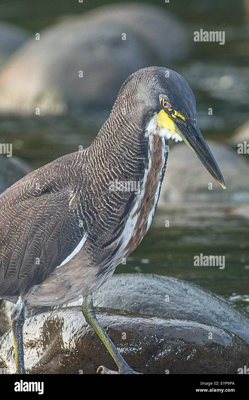 Fasciated tiger heron hi-res stock photography and images - Alamy