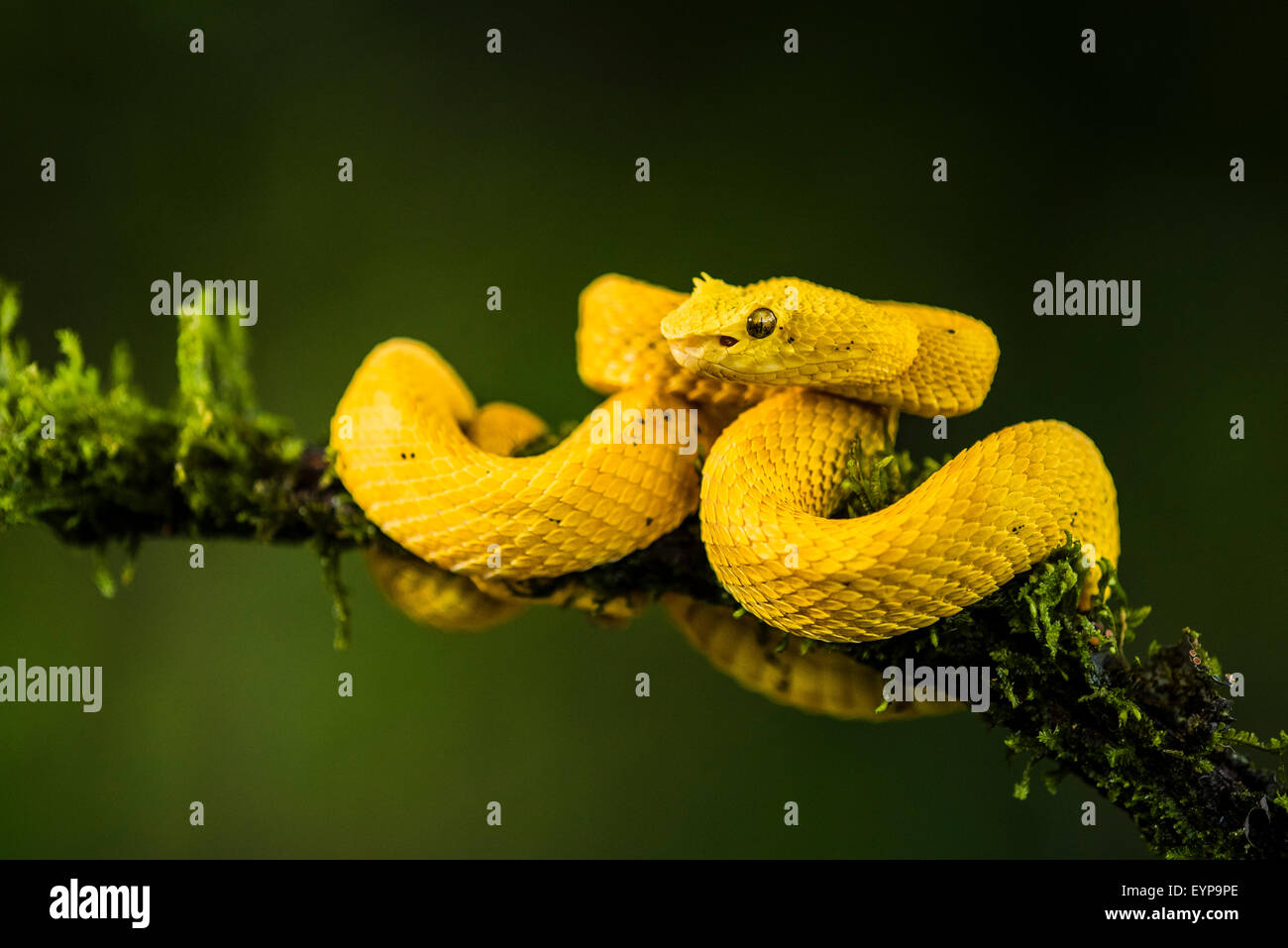 An Eyelash Pit Viper in a Costa Rica forest Stock Photo