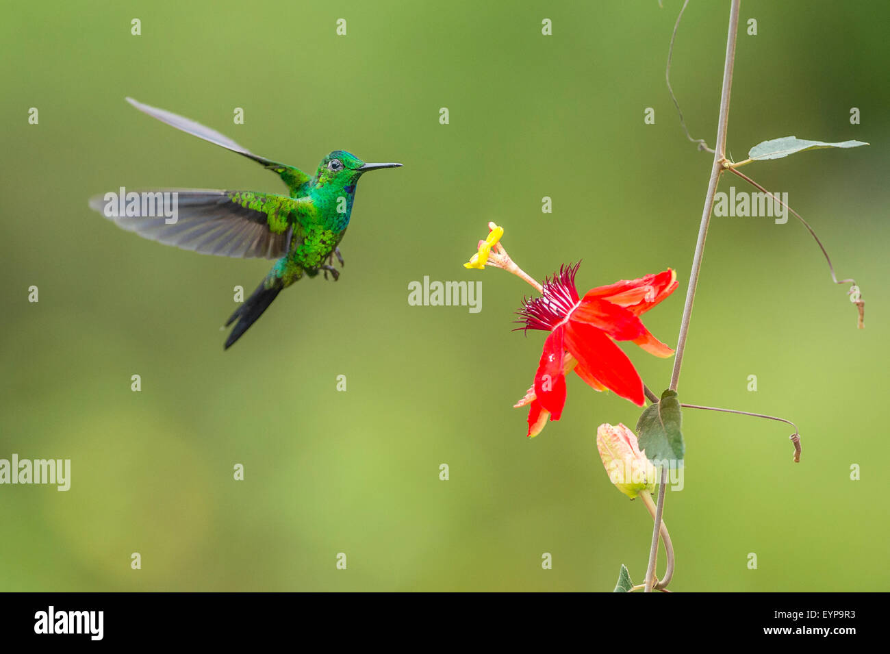 A Green-Crowned Brilliant Hummingbird hovering near a Passion flower Stock Photo