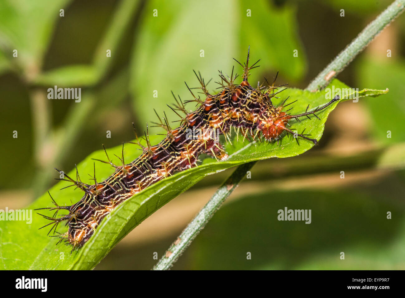 Caterpillar Green Shades & Butterfly Alligator Clips - ivory & birch