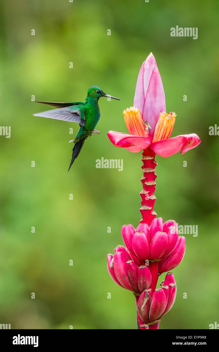 A Green-Crowned Brilliant Hummingbird hovering near a Banana plant flower Stock Photo