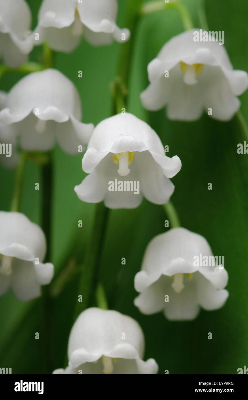 Lily of the valley ( Convallaria majalis L.) Stock Photo