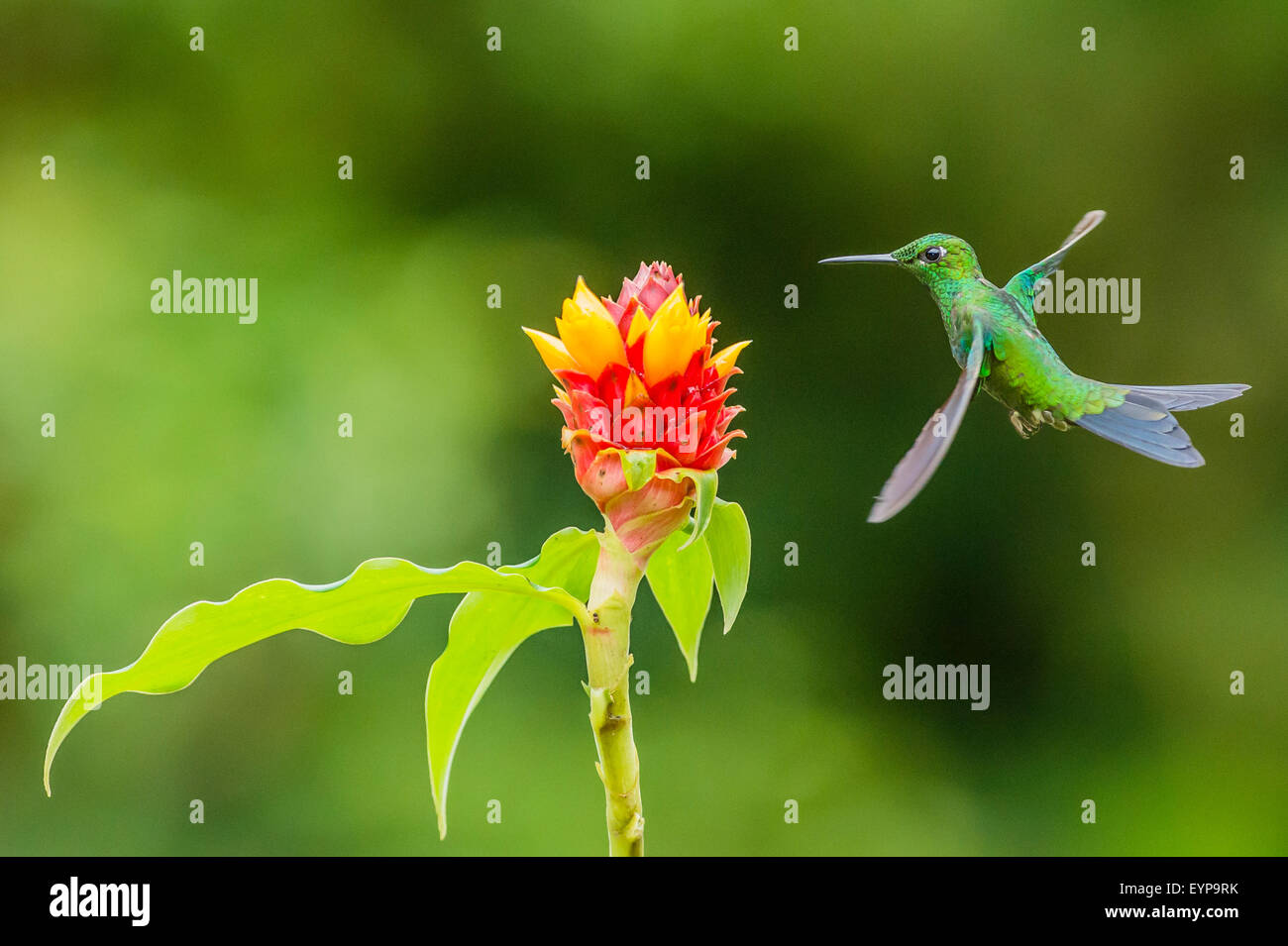 A Green-Crowned Brilliant Hummingbird hovering near a Costus flower Stock Photo