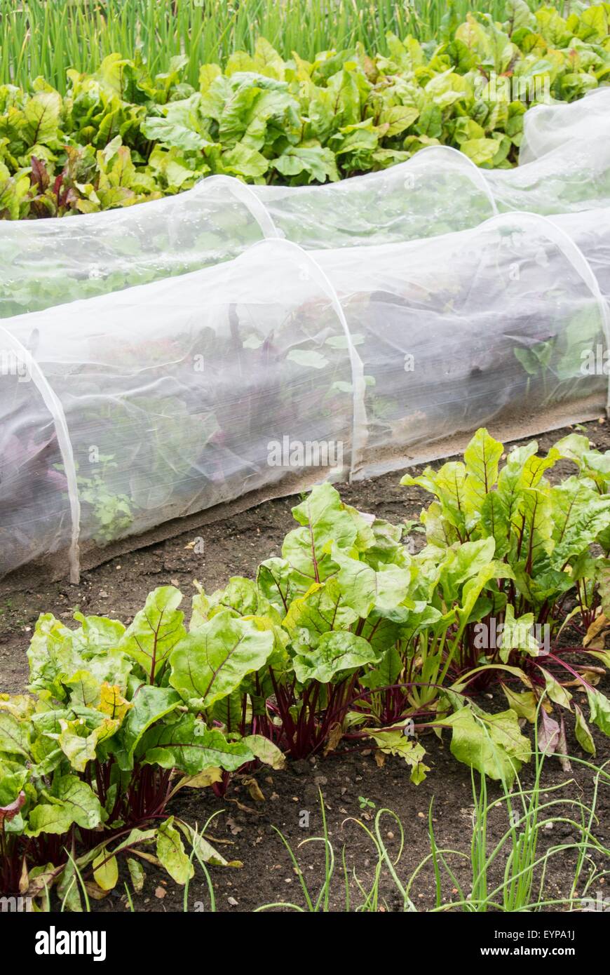 Rows of summer vegetables including beetroot with insect mesh tunnel cloches to prevent carrot fly and cabbage white butterfly. Stock Photo