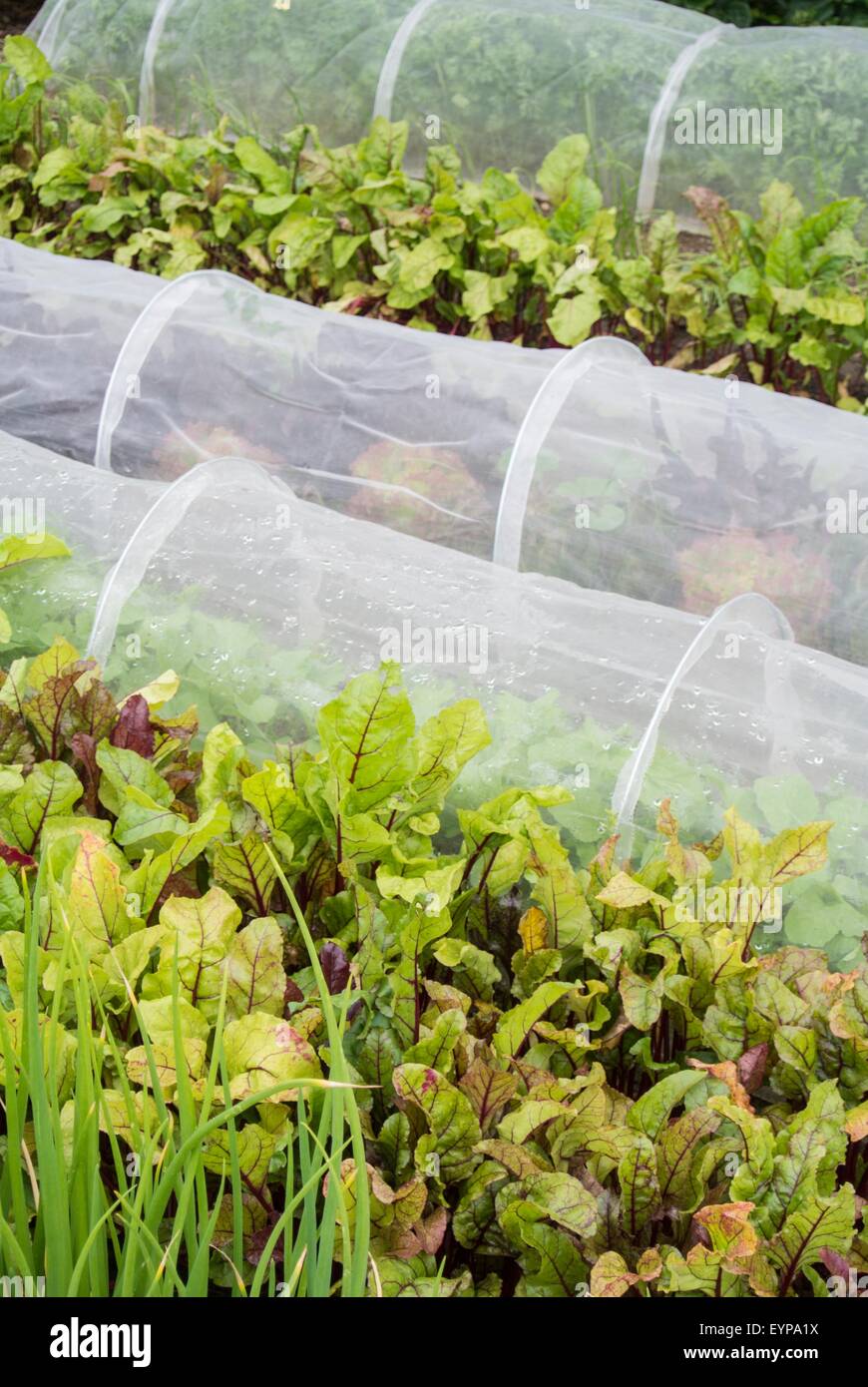 Rows of summer vegetables including beetroot with insect mesh tunnel cloches to prevent carrot fly and cabbage white butterfly. Stock Photo