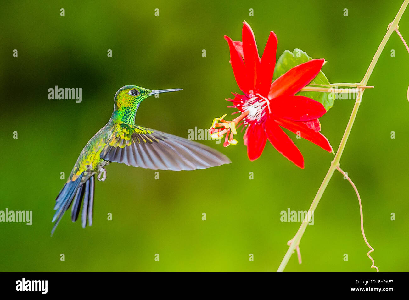 A Green-Crowned Brilliant Hummingbird hovering near a Passion flower Stock Photo