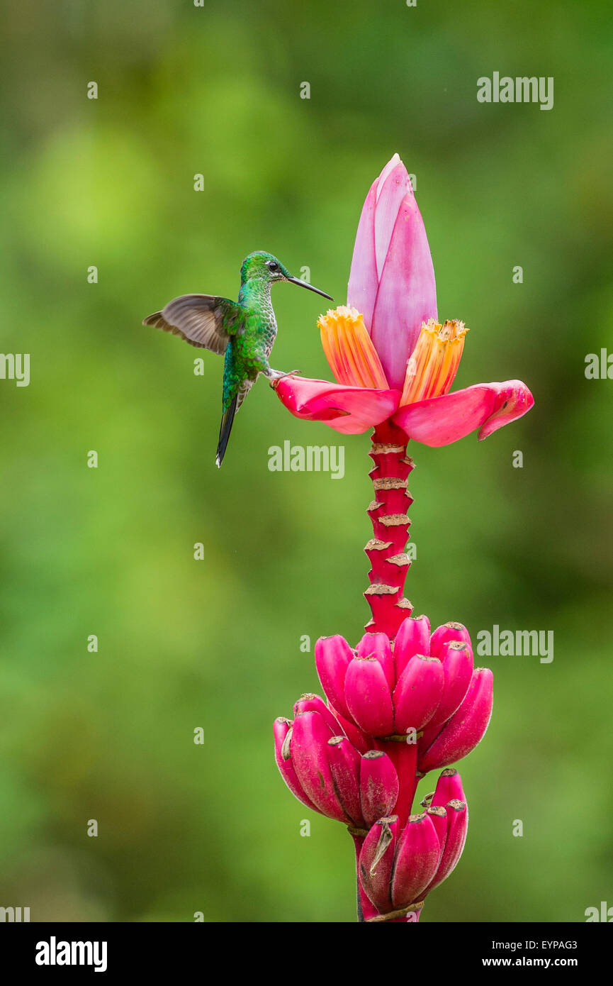 A Green-Crowned Brilliant Hummingbird feeding Stock Photo