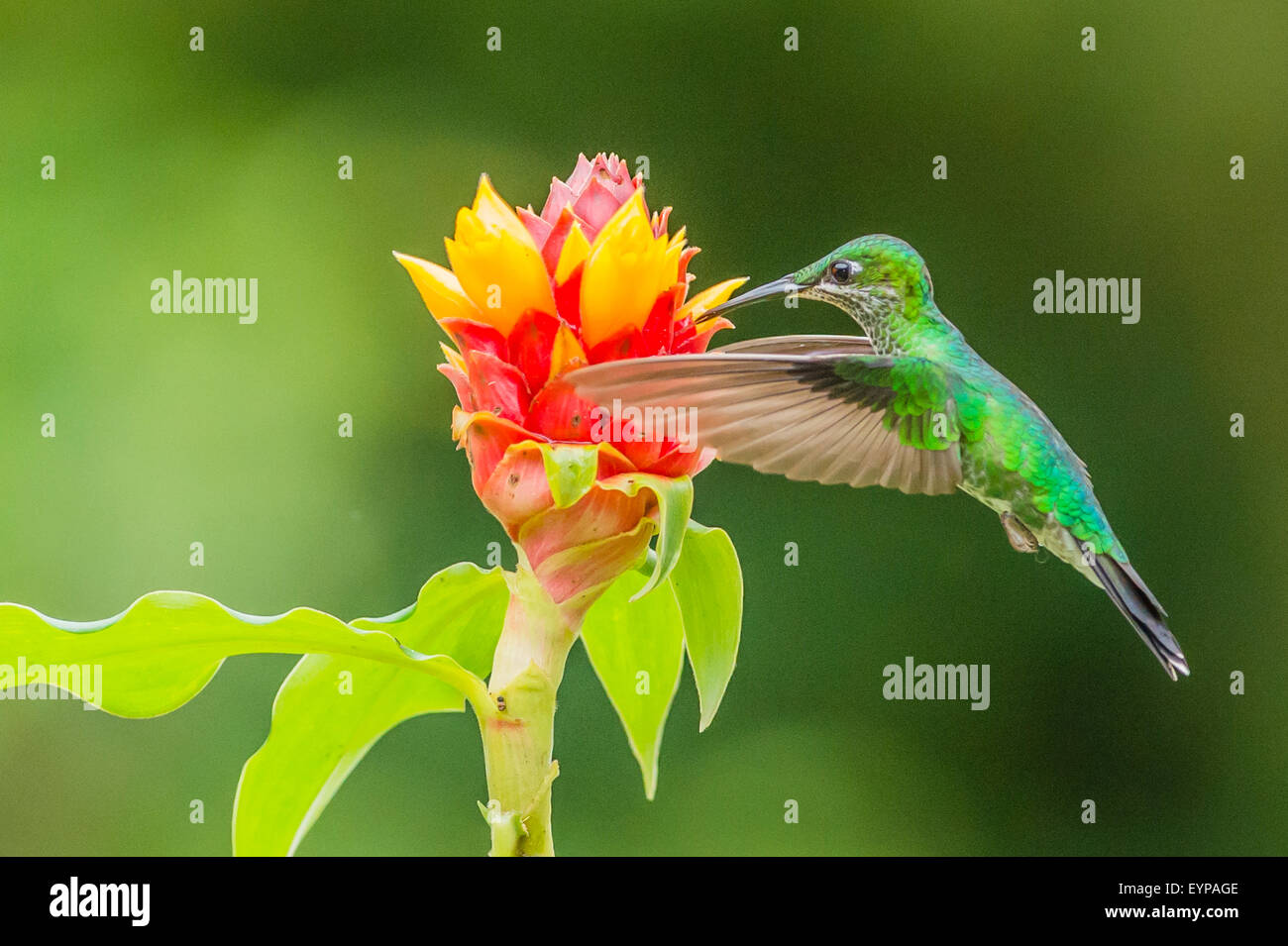 A Green-Crowned Brilliant Hummingbird feeding Stock Photo
