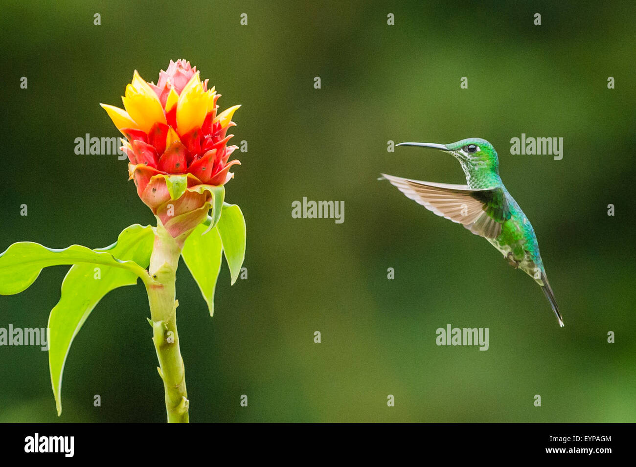 A Green-Crowned Brilliant Hummingbird hovering near a Costus flower Stock Photo