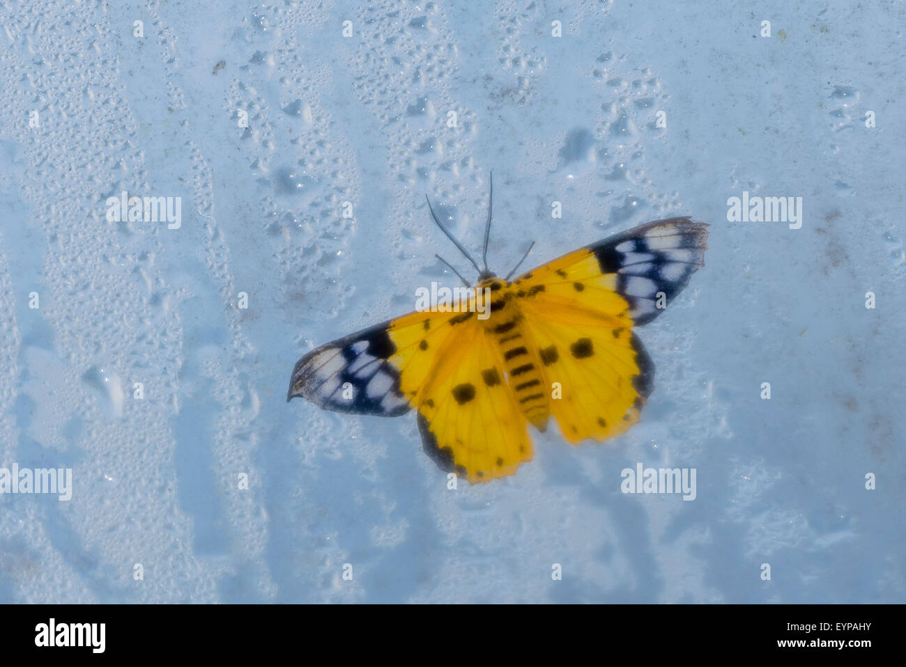 A Yellow Leopard moth resting Stock Photo