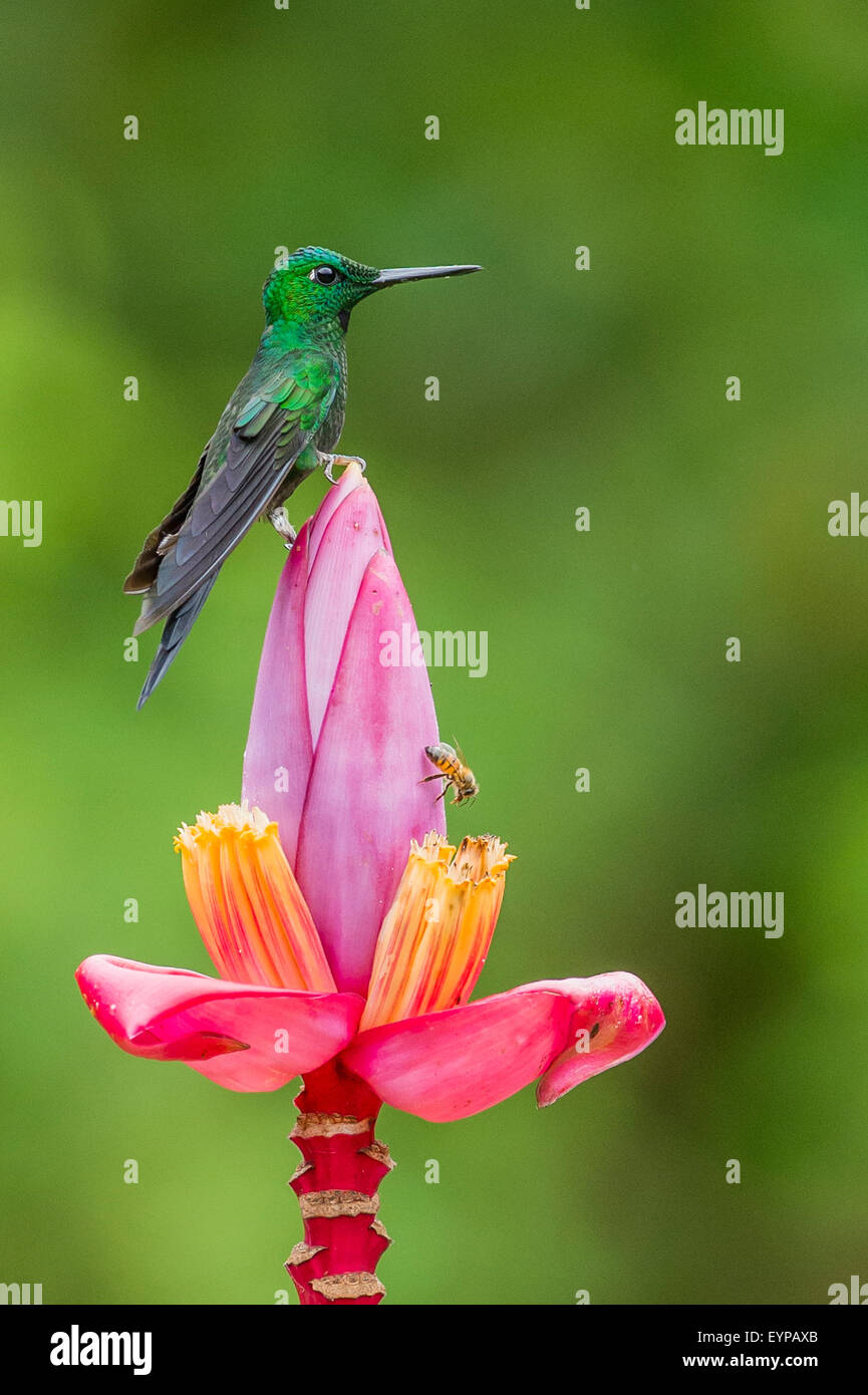 A Green-Crowned Brilliant Hummingbird resting on a banana flower Stock Photo