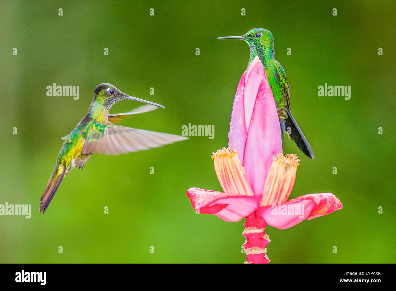 A Green-Crowned Brilliant Hummingbird hovering near a Banana flower Stock Photo