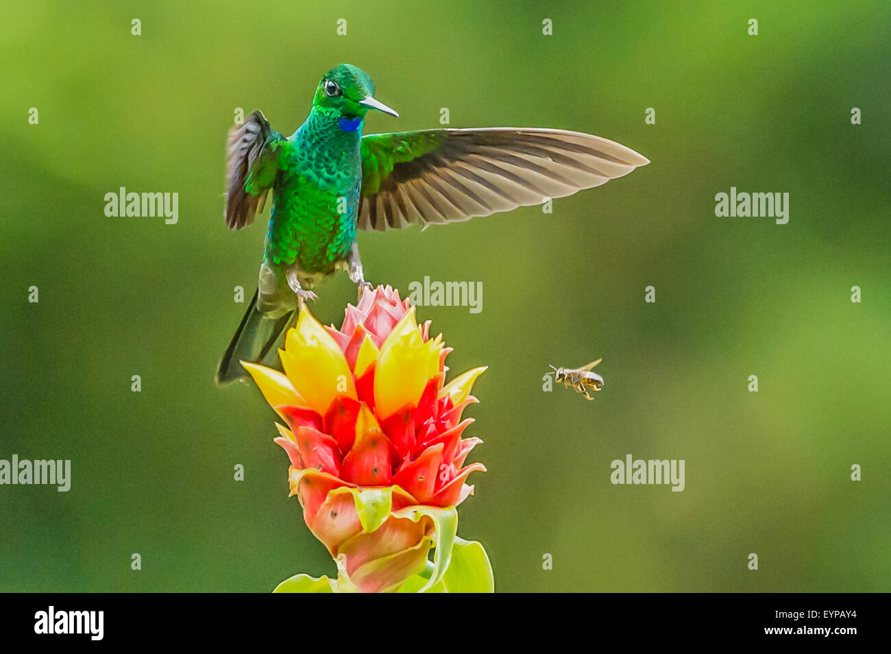 A Green-Crowned Brilliant Hummingbird landing on a Costus flower Stock Photo