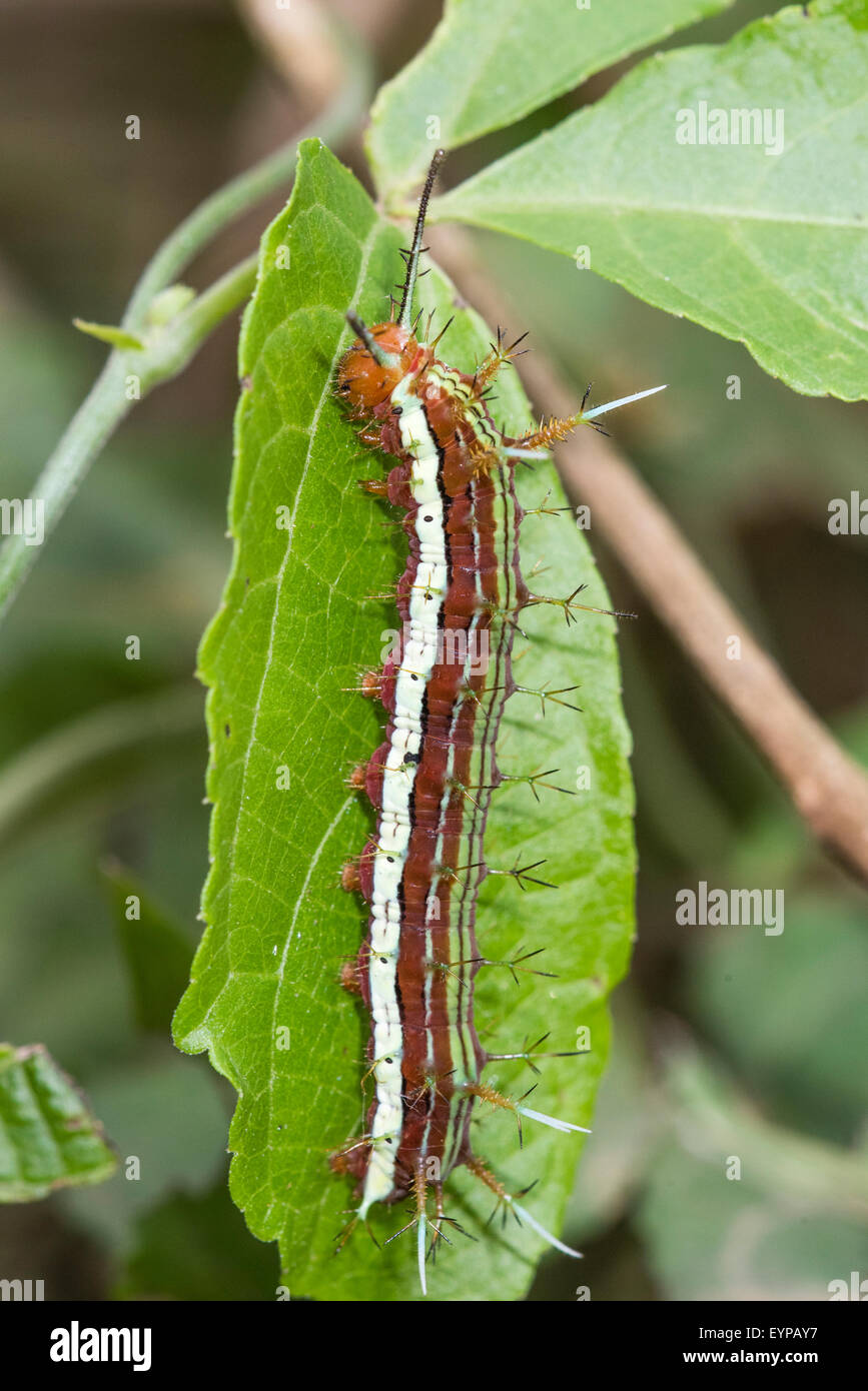 A caterpillar of the Starry Cracker butterfly Stock Photo