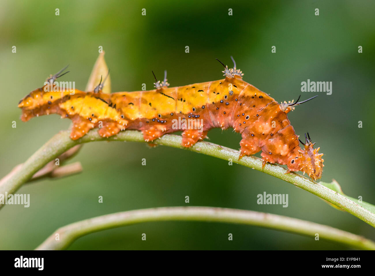 A larva of the Marbled Leafwing butterfly Stock Photo