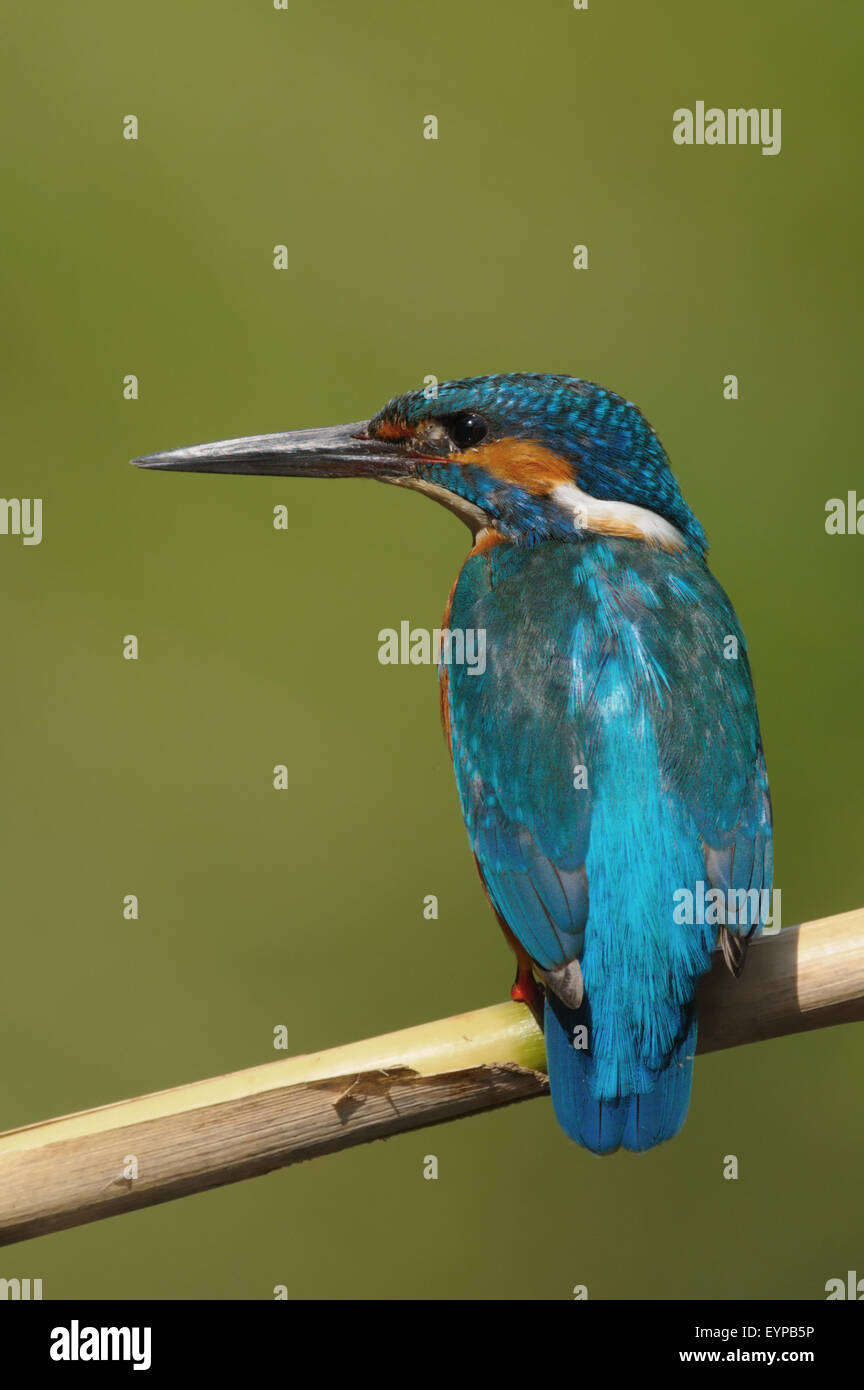 Kingfisher - Alcedo Atthis - Guarda Rios - bird Stock Photo