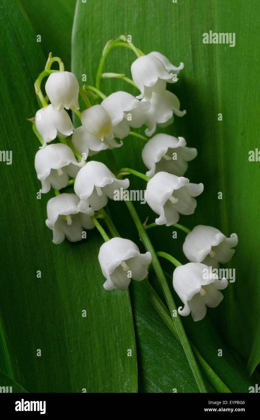 Lily of the valley (Convallaria majalis L.) Stock Photo