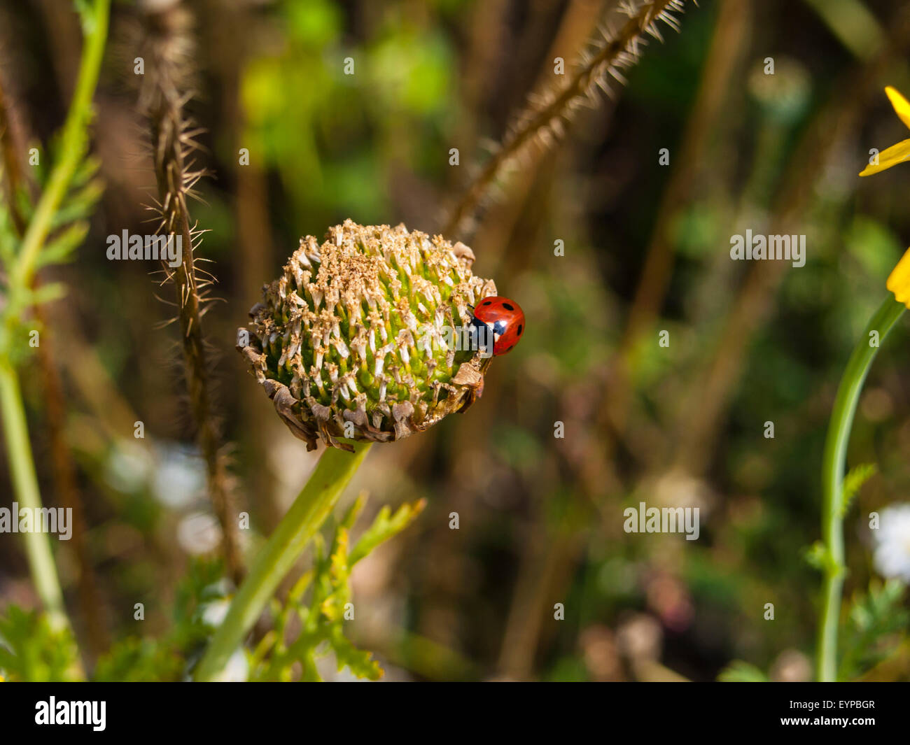 Ladybird/Ladybug/Bishybarnabee Stock Photo