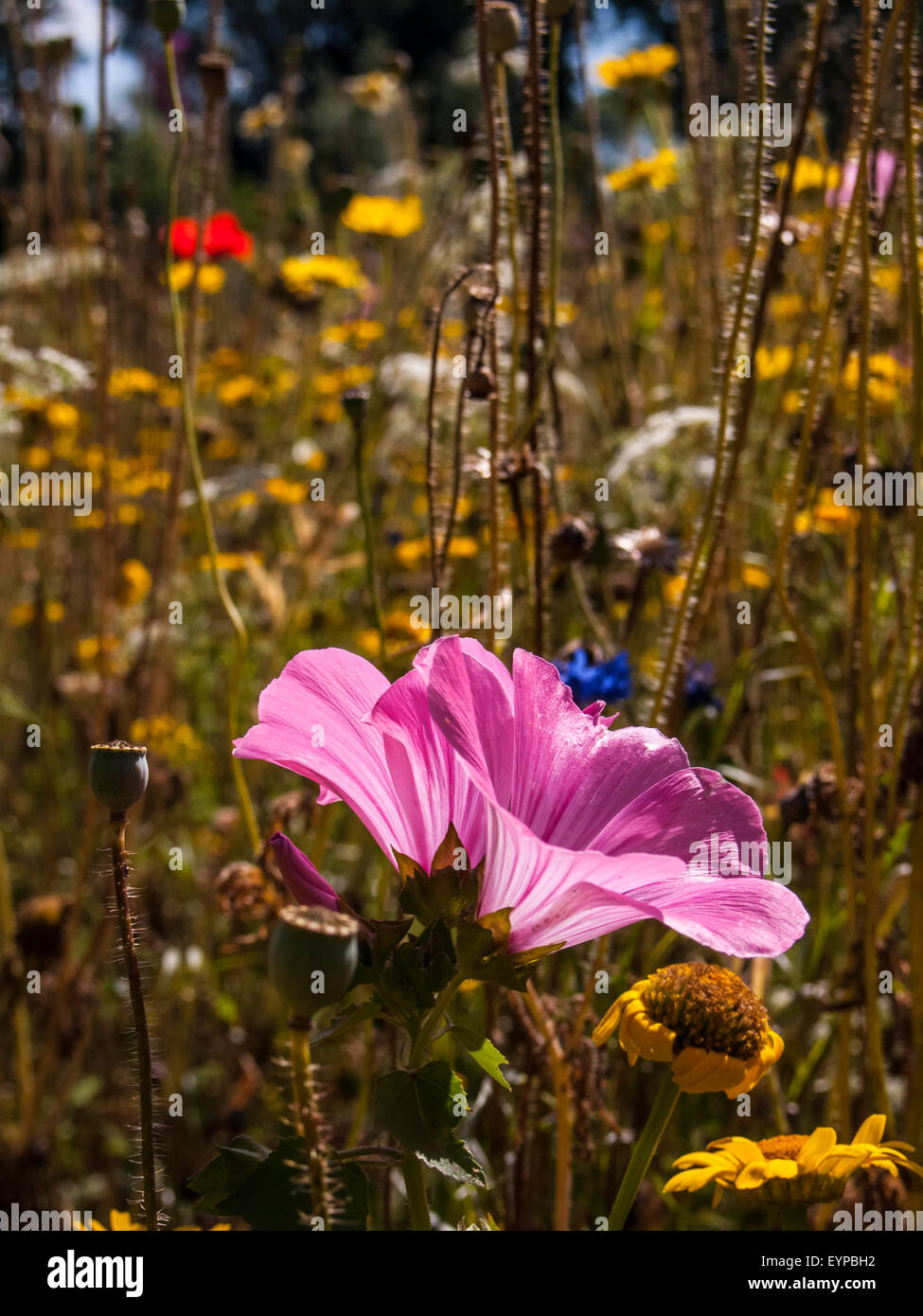 Wild flowers in British Summer Time 2 Stock Photo Alamy