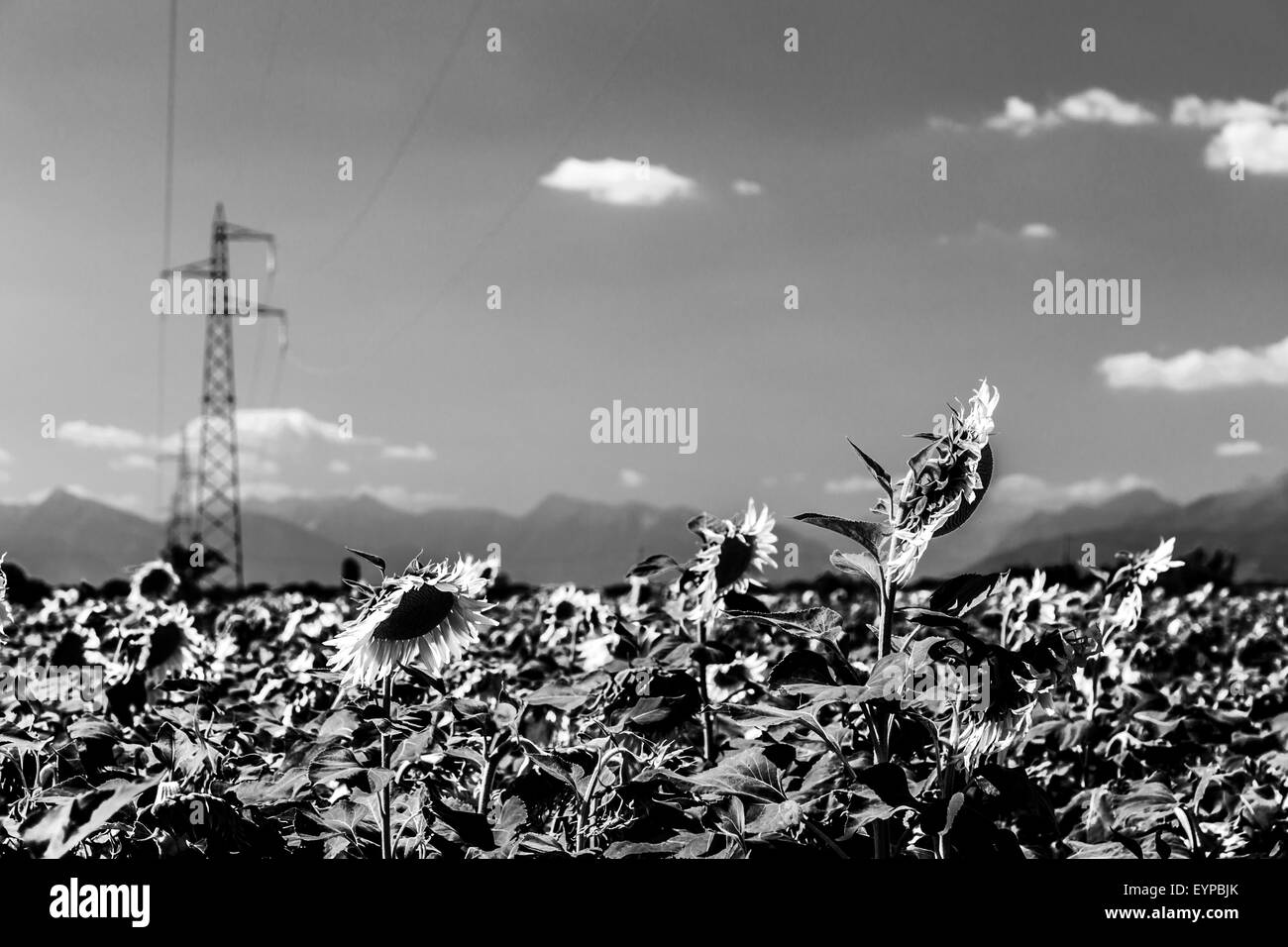 Field Of Sunflowers Black and White Stock Photos & Images - Alamy