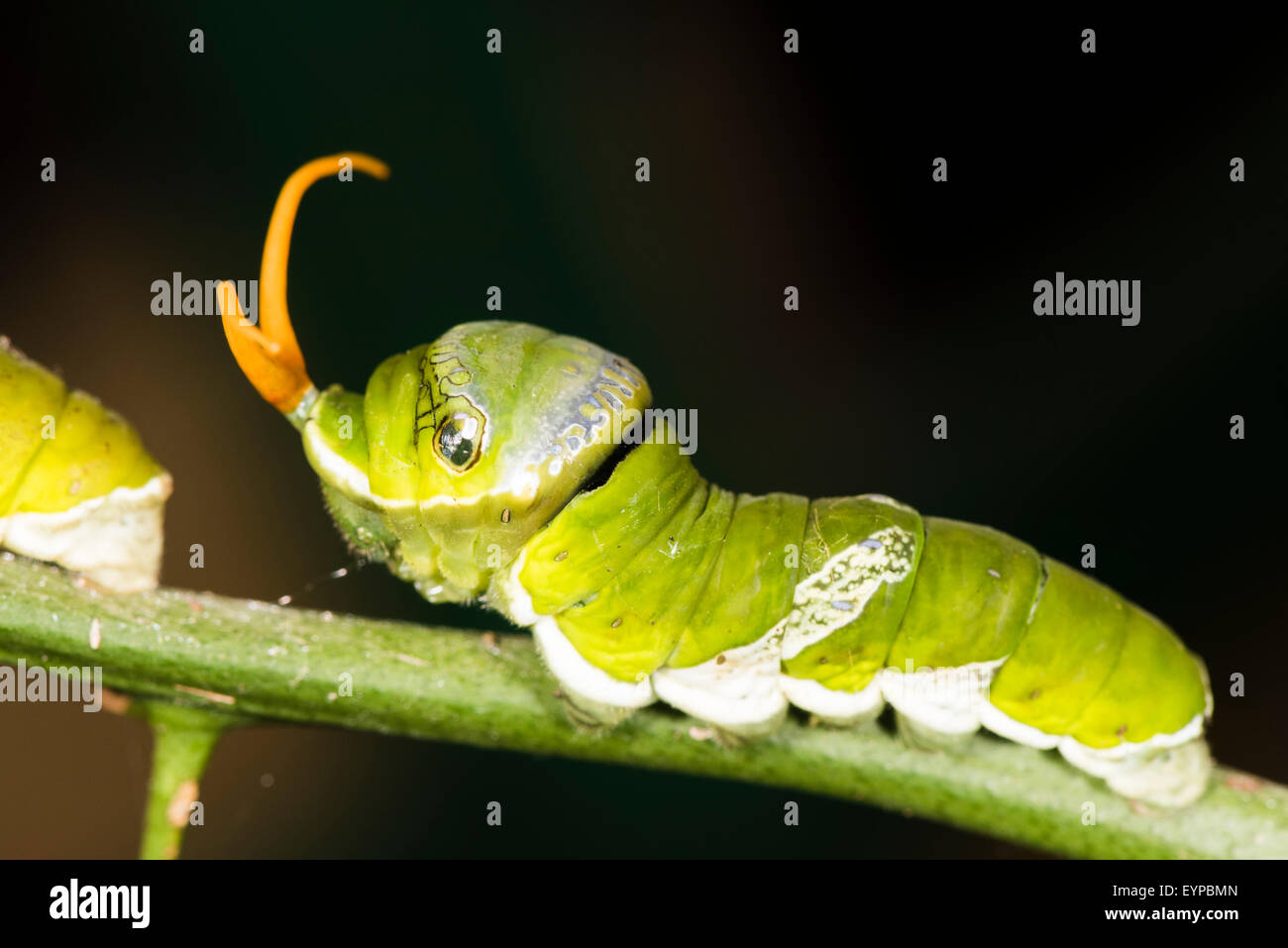 A caterpillar of the Citrus Swallowtail butterfly Stock Photo