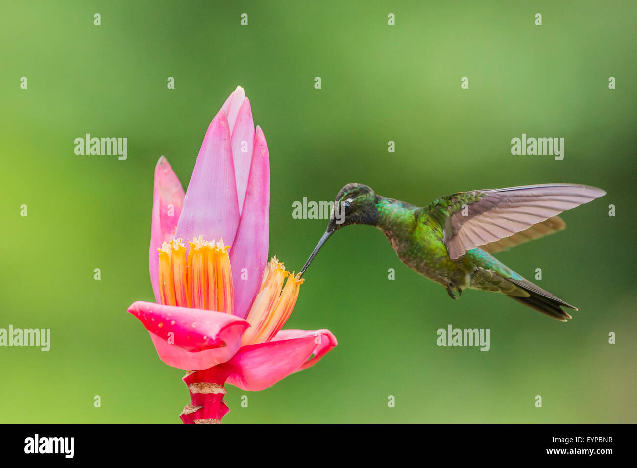 A Magnificent Hummingbird feeding from an Ornamental Banana plant Stock Photo Alamy