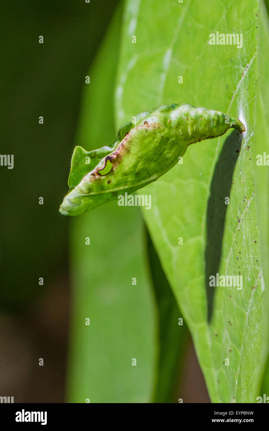 common-olivewing-hi-res-stock-photography-and-images-alamy