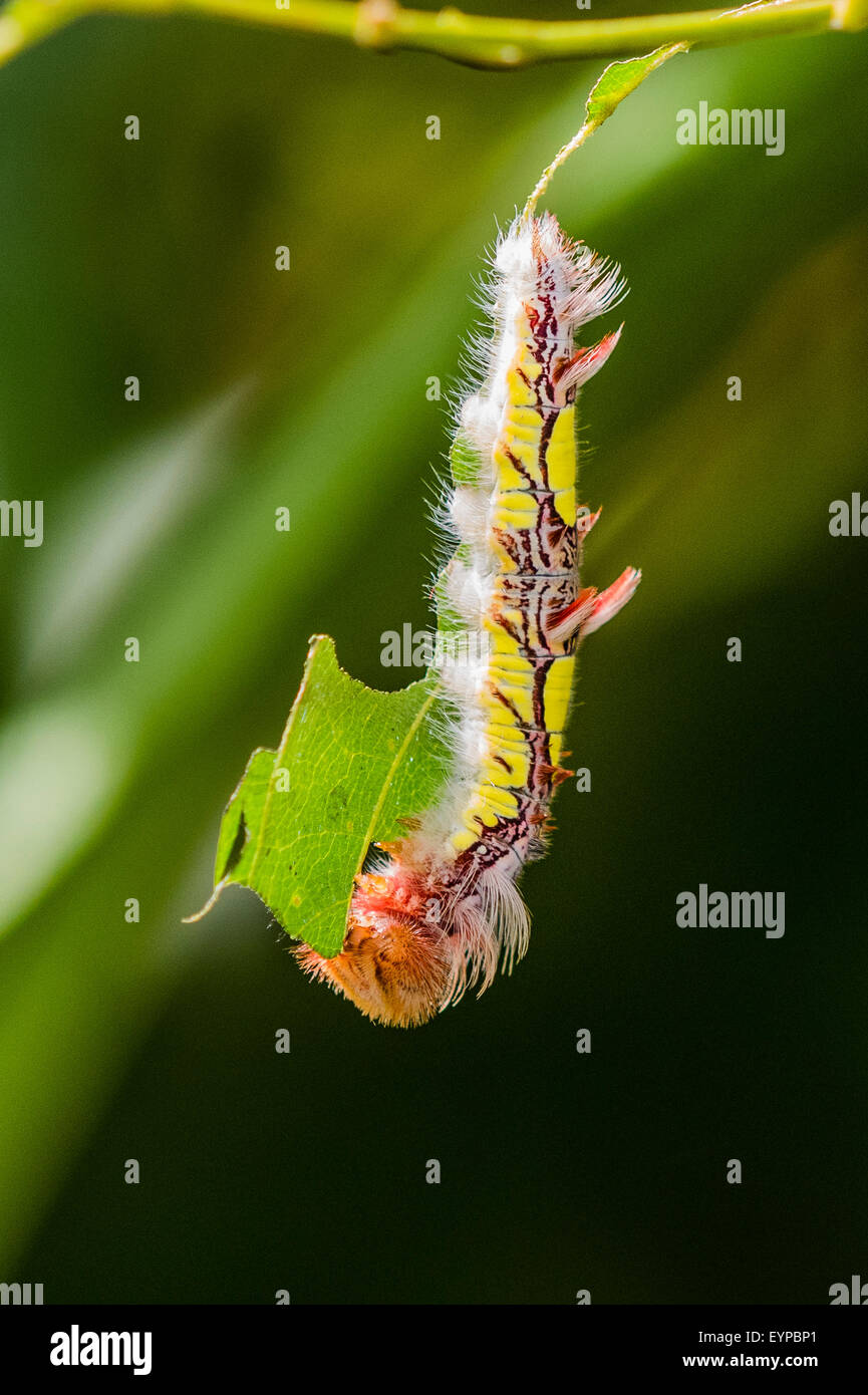 A Blue Morpho butterfly caterpillar feeding Stock Photo - Alamy
