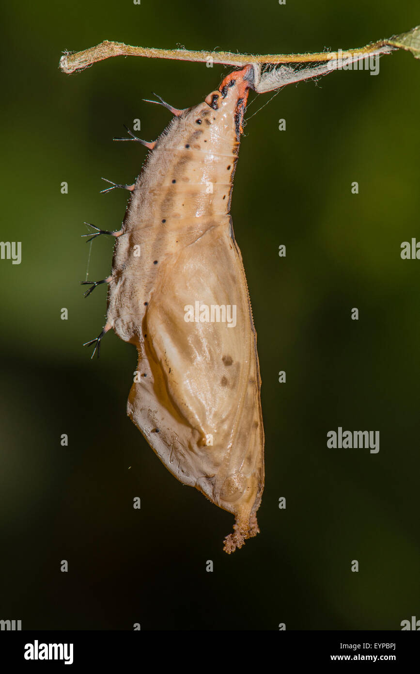 A pupa of the Dashwing butterfly Stock Photo