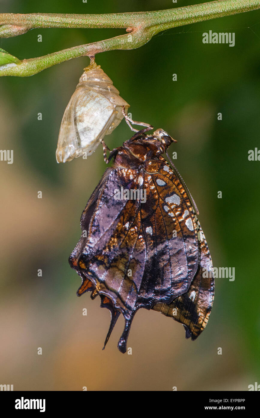 A Marbled Leafwing butterfly emerging from its pupa case Stock Photo