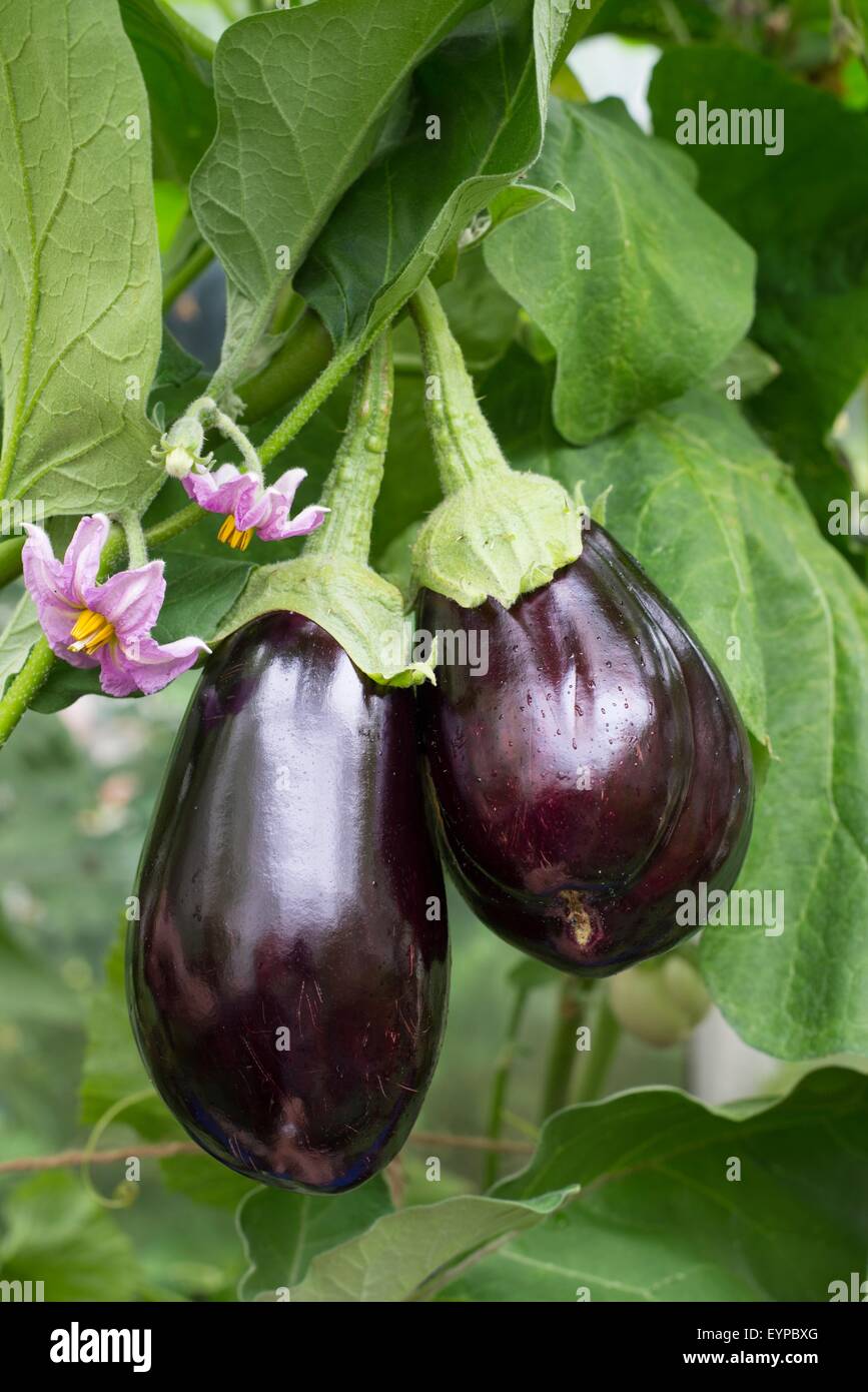 Home grown greenhouse aubergines, 'Bonica' Stock Photo