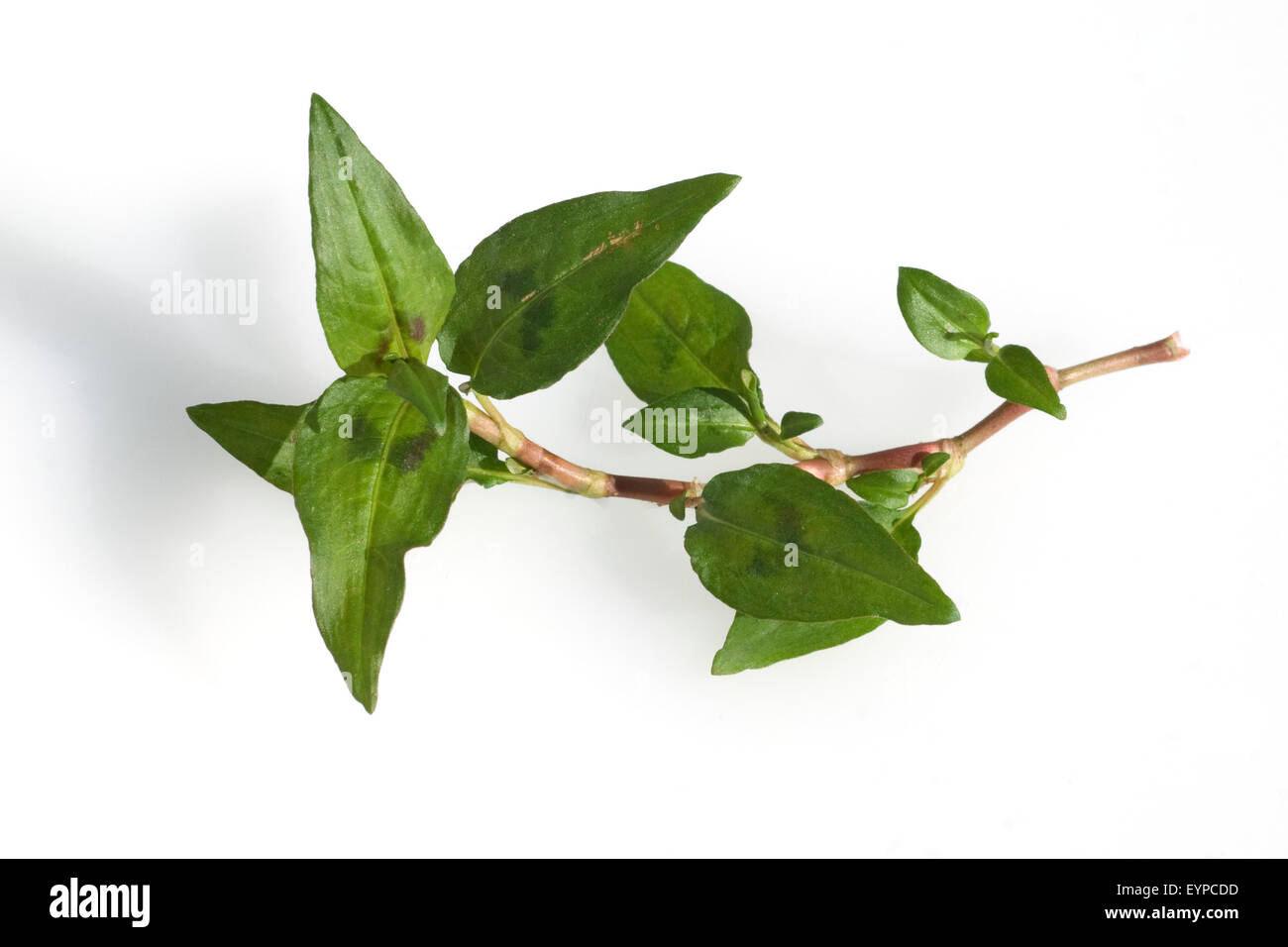 Viatnamesischer Koriander, Polygonum odoratum, Heilpflanzen, Stock Photo