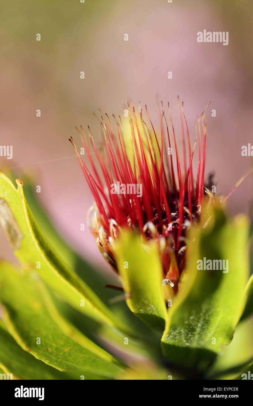 Leucospermum flower in habitat on the banks of the Palmiet river, near Kleinmond, South Africa Stock Photo