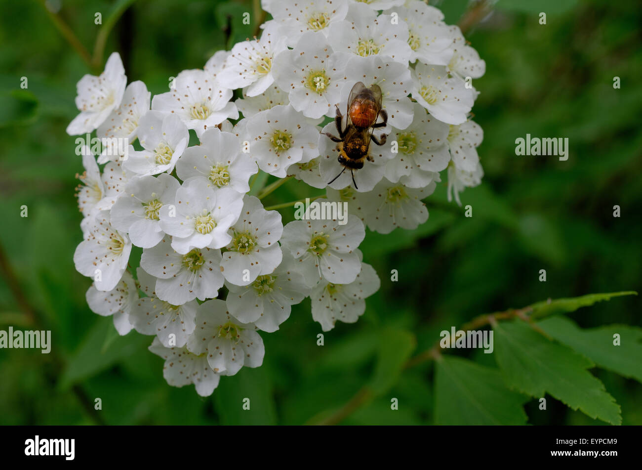 Spiraea Photos Spiraea Images Alamy