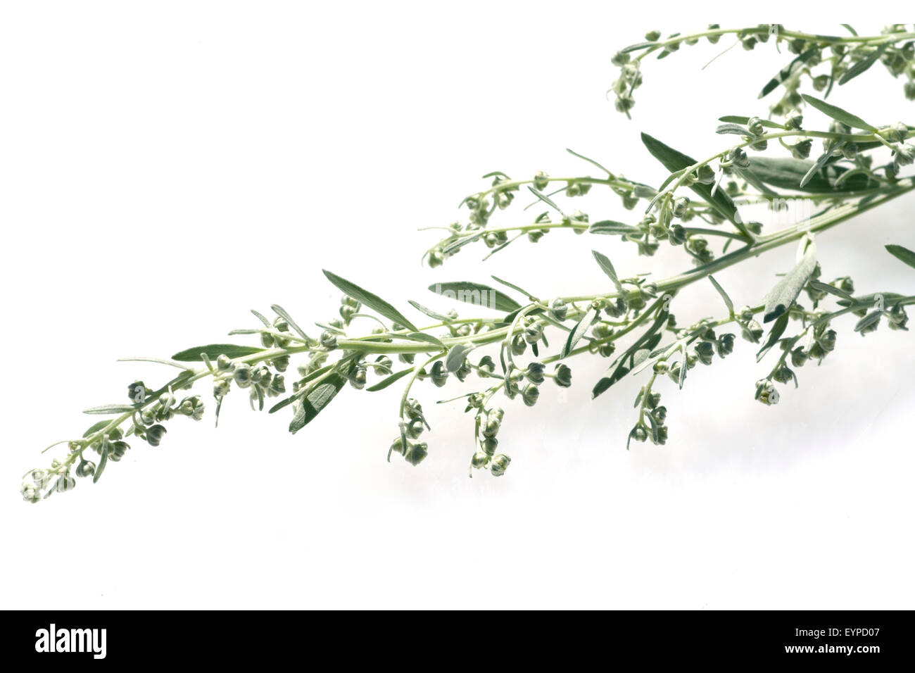 Wermut, Artemisia Absinthium, Kraeuterpflanze, Wildpflanzen, Heilpflanzen, Stock Photo