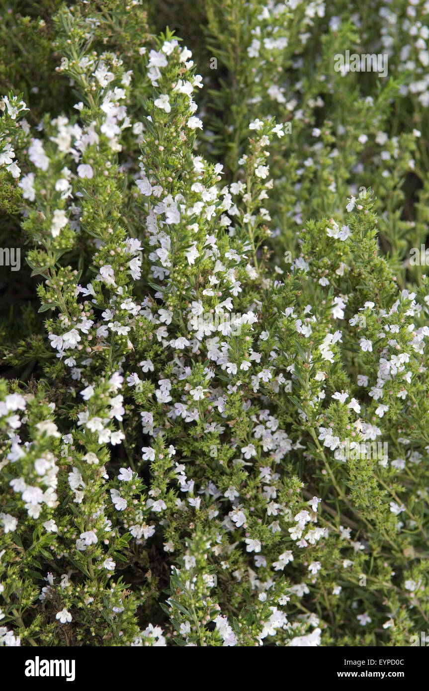 Winter-Bohnenkraut; Satureja montana, Heilpflanzen, Stock Photo
