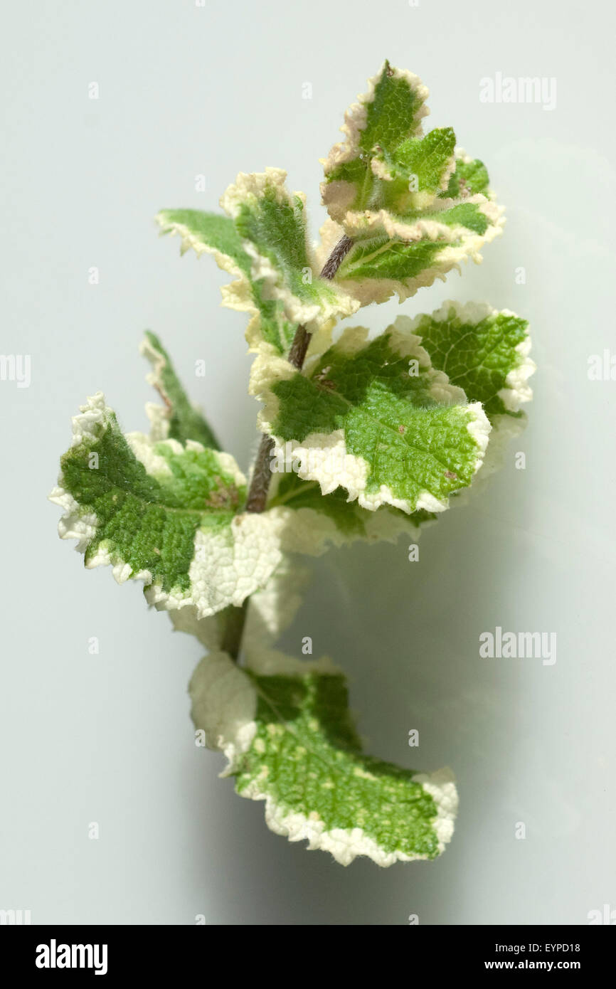 Pfefferminze, Mentha suaveolens, Stock Photo