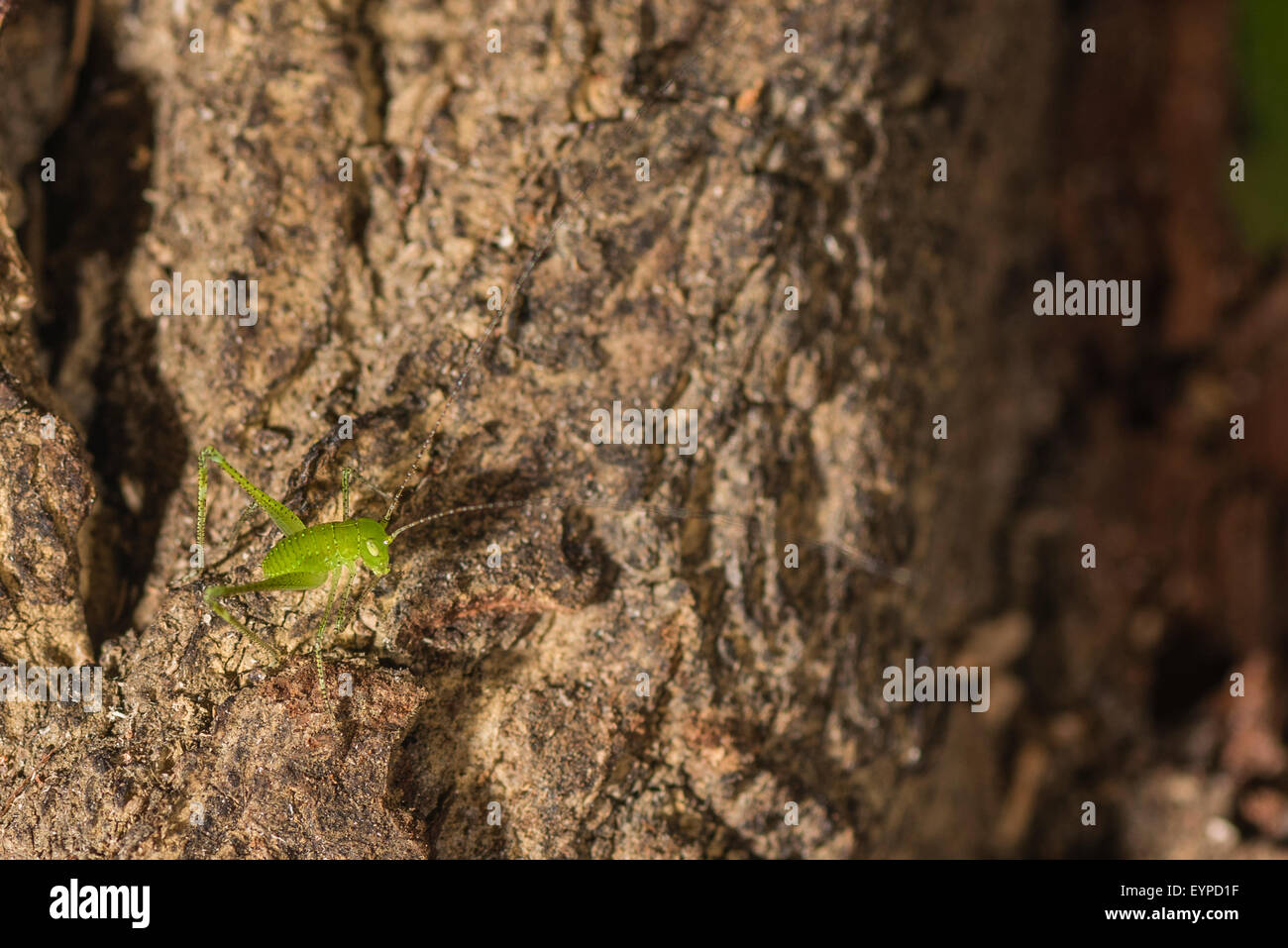 A Dead Leaf Katydid Stock Photo